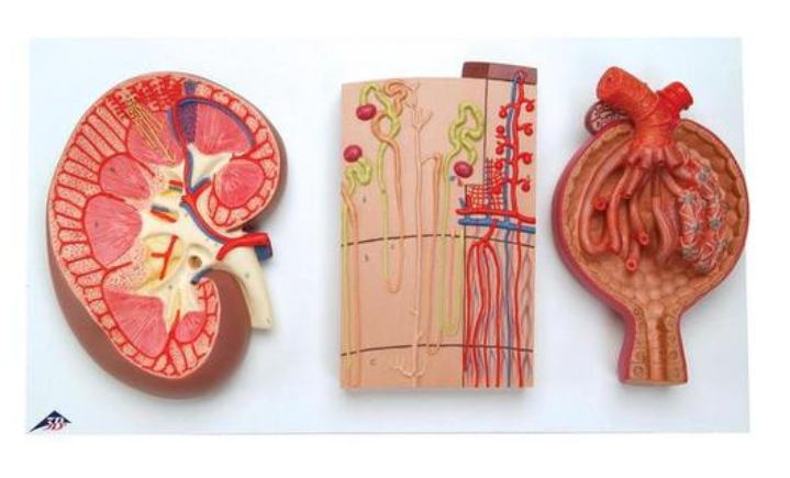 Úsek obličiek, nefróny, krvné cievy a renálny korpus