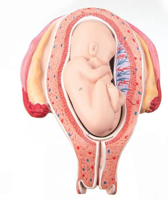 Model plodu, 5 mesiac, pozícia záveru