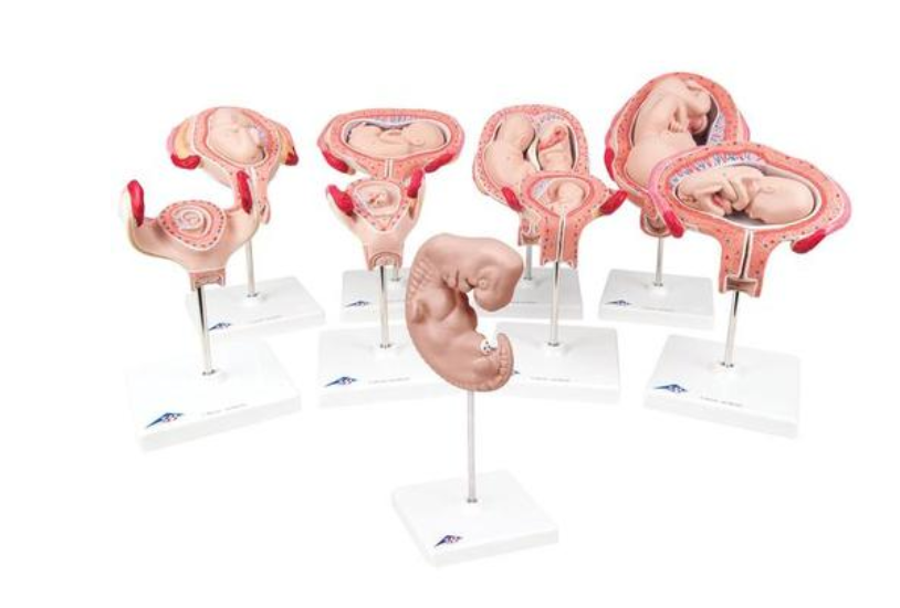 Séria tehotenstva, 9 modelov