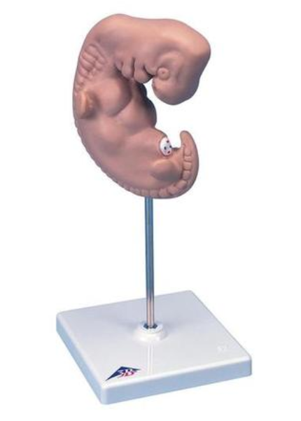 Model ľudského embrya - 25 krát životná veľkosť