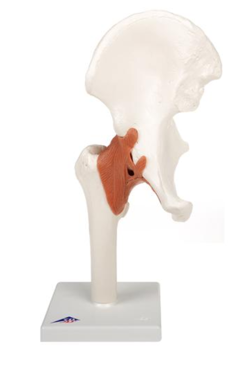Model ľudského bedrového kĺbu
