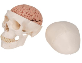 Klasický model ľudskej lebky s mozgom, 8 častí
