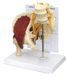 Model svalnatého boku so sedacím nervom 