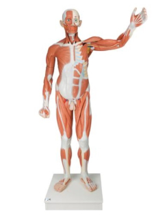Mužská postava so svalmi v životnej veľkosti, 37 častí