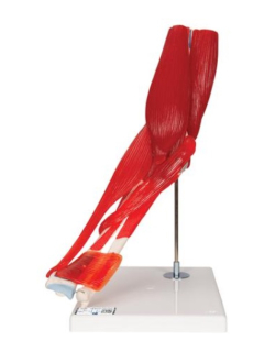 Model ľudského lakťového kĺbu s odnímateľnými svalmi, 8 častí