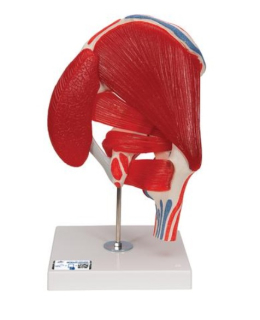 Model ľudského bedrového kĺbu s odnímateľnými svalmi, 7 častí