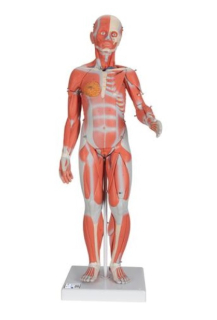 Kompletná postava so svalmi a vnútornými orgánmi, dvojaké pohlavie, 33 častí
