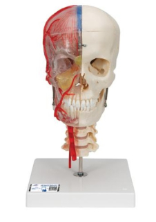 Model ľudskej lebky, napoly priehľadný a napoly kostnatý