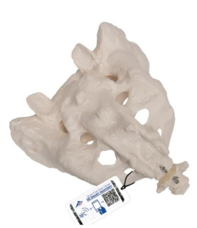 Model ľudskej krížovej kosti a kostrče 