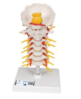 Model ľudskej krčnej chrbtice na podstavci 