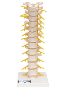 Model ľudskej hrudnej chrbtice na podstavci 