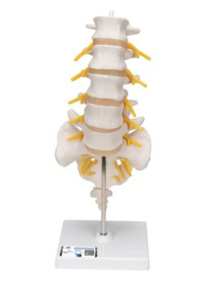 Model ľudskej bedrovej chrbtice 