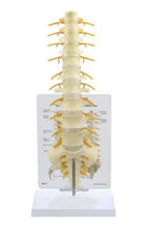 Model chrbtice Sacrum