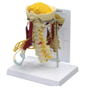 Model krčnej chrbtice so svalmi