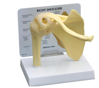 Model ramenného kĺbu 