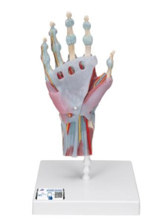 Model kostry ruky s väzmi a svalmi
