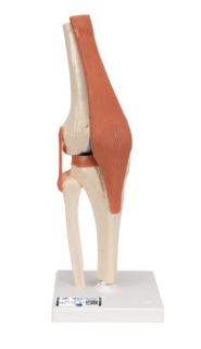 Model ľudského kolenného kĺbu s väzbami a označenou chrupavkou