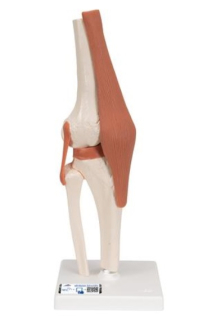 Model ľudského kolenného kĺbu s väzbami 