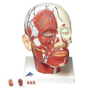 Model ľudskej hlavy so svalmi a cievami