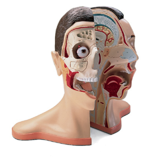 Model ľudskej hlavy a krku - 5 častí